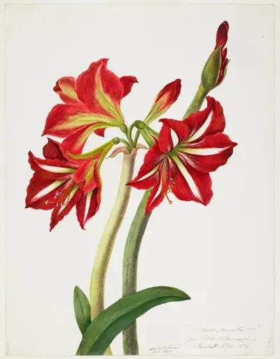 Amarylis: E.F. Seedling 1819, Priscilla Susan Bury