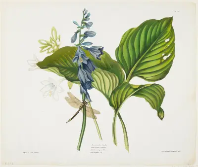 Hemerocallis caerulea (Common Hosta), Priscilla Susan Bury