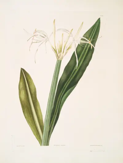 Pancratium amænum av Priscilla Susan Bury