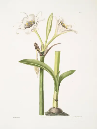 Pancratium calathinum, Priscilla Susan Bury