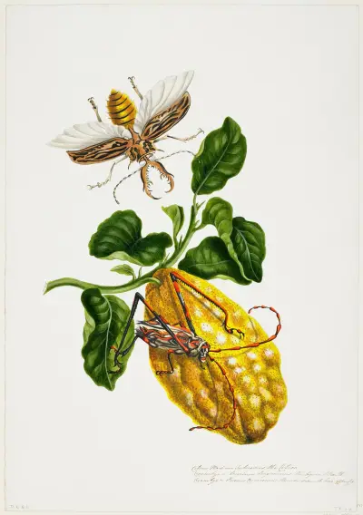 Citronen a hmyz, Priscilla Susan Bury