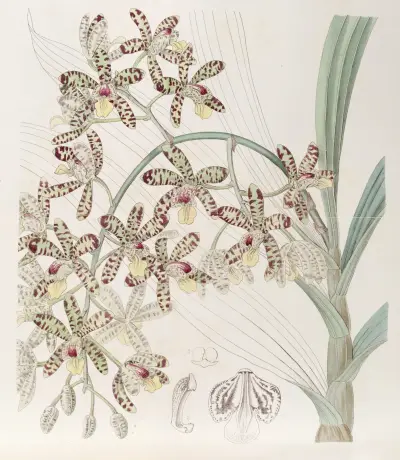 African Ansellia, Sydenham Edwards