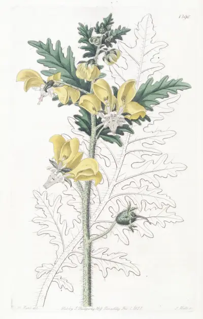 Ambrosia-leaved Loasa, Sydenham Edwards