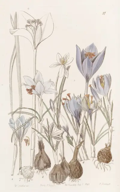 Jesienne krokusy, Sydenham Edwards
