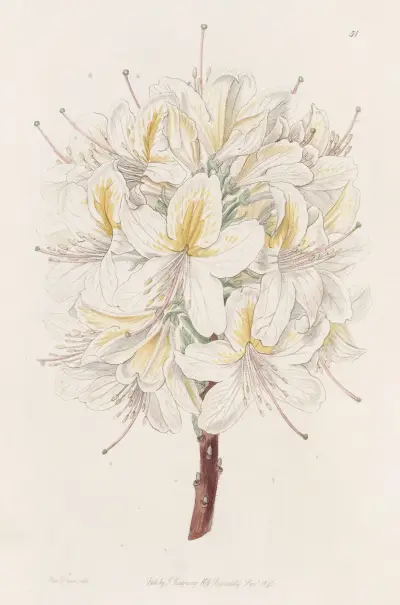 Azalea Laetitiae, Sydenham Edwards