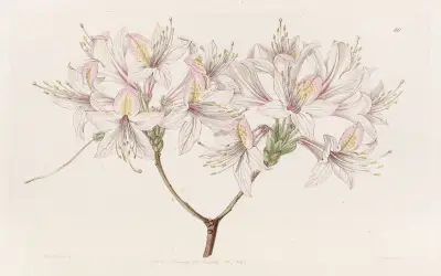 Azalea Ludoviciae, Sydenham Edwards
