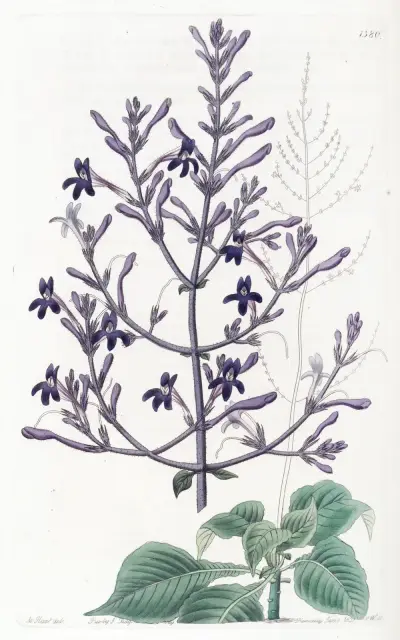 Beautiful Justicia, Sydenham Edwards