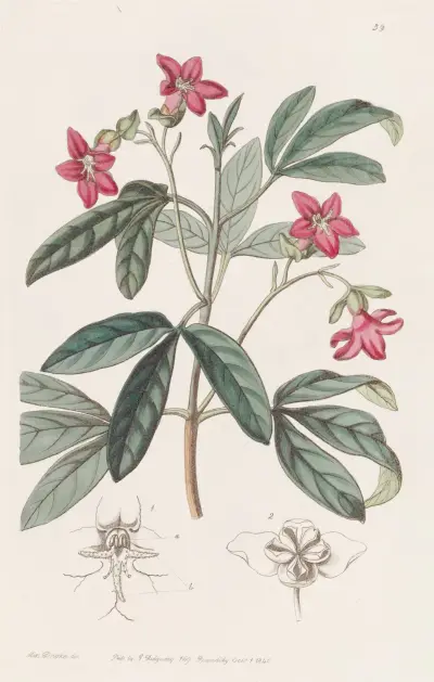 Piękna Lemonia, Sydenham Edwards
