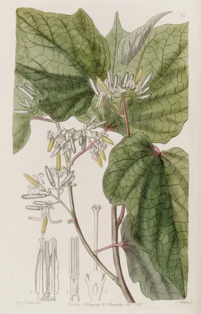 Begonia-leaved Marlea, Sydenham Edwards