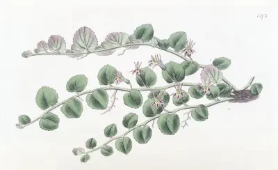 Begonia-leaved Pratia, Sydenham Edwards