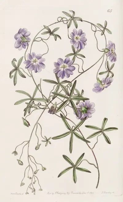 Blue Nasturtium, Sydenham Edwards