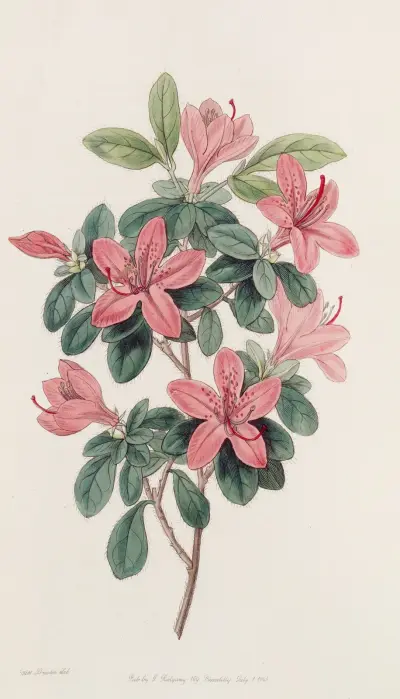 Blunt-leaved Azalea, Sydenham Edwards