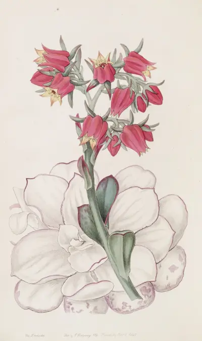 Blunt-leaved Echeveria, Sydenham Edwards