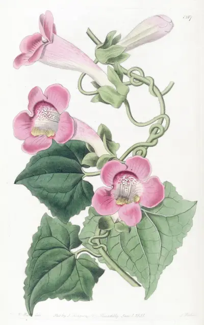Blushing lophospermum, Sydenham Edwards