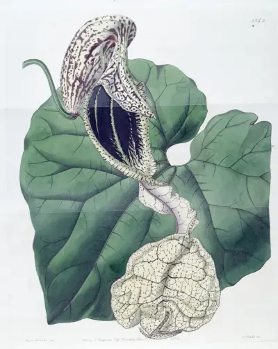 Aristolochia grandiflora, Sydenham Edwards