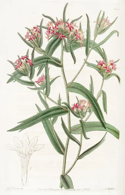 Brick-red Collomia, Sydenham Edwards