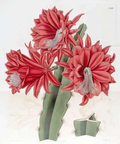 Brick-red hybrid Cactus, Sydenham Edwards