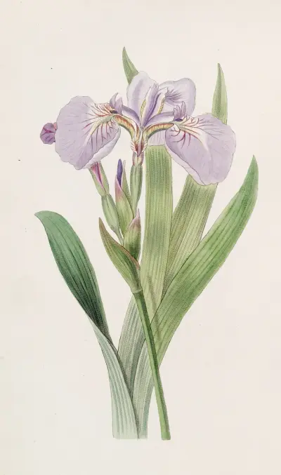 Bristle-tipped Iris, Sydenham Edwards
