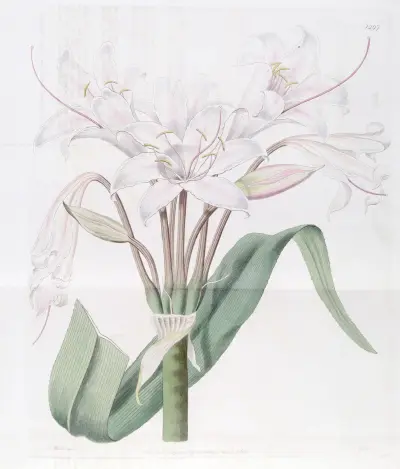 Broad-leaved Crinum, Sydenham Edwards