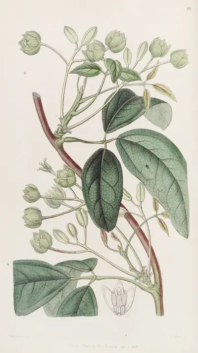 Broad-leaved Holbollia, Sydenham Edwards