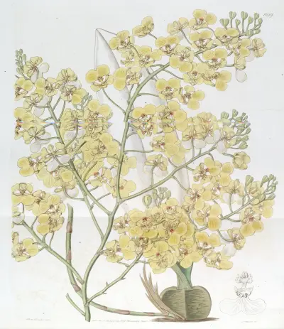 Broad-lipped Oncidium, Sydenham Edwards