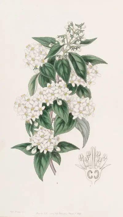 Broad-stamened Deutzia, Sydenham Edwards