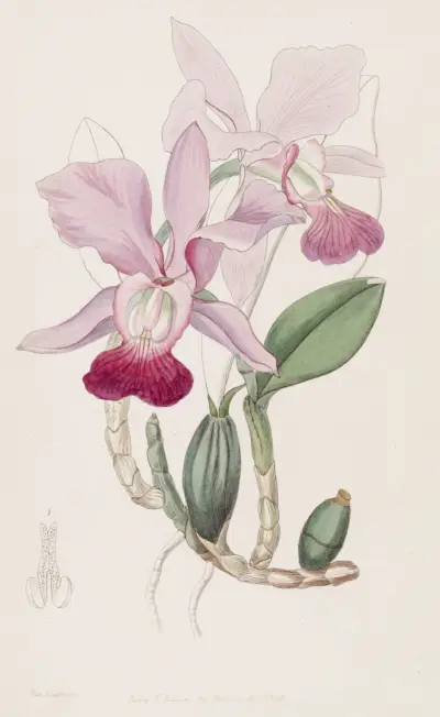 Bulbous Cattleya, Sydenham Edwards