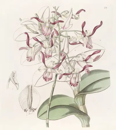 Bull-headed Dendrobium, Sydenham Edwards