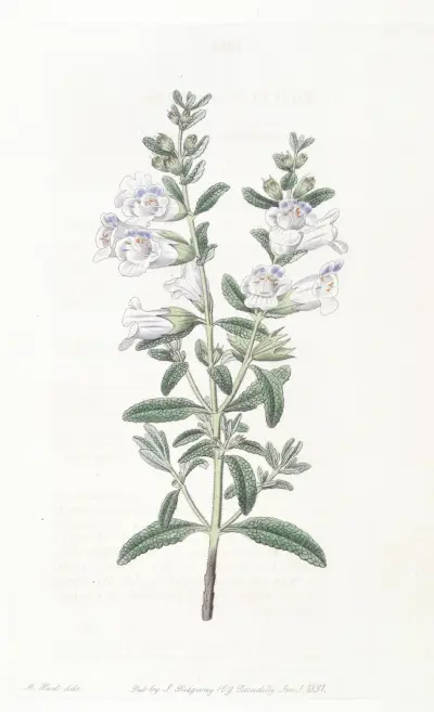 Campanulate Sphacele, Sydenham Edwards