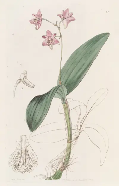 Captain King’s Dendrobium, Sydenham Edwards