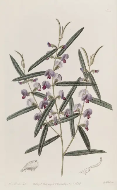 Hovea kapitana Manglesa, Sydenham Edwards