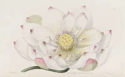 Caspian Nelumbium, Sydenham Edwards