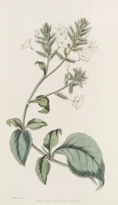Ceylon Leadwort, Sydenham Edwards