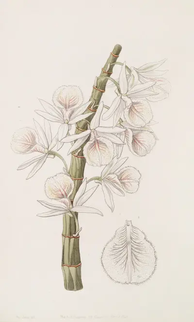 Chalk-white Dendrobe, Sydenham Edwards