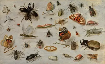 A Study of Butterflies, Moths, Spiders, and Insects, Jan Van Kessel The Elder