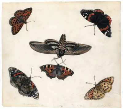 Studies Of Five Butterflies And A Hawk Moth, Jan Van Kessel The Elder