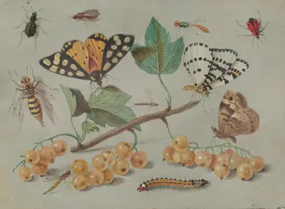 Study of Butterfly and Insects, Jan Van Kessel The Elder