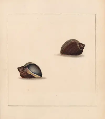 The universal conchologist Pl.10 av Thomas Martyn