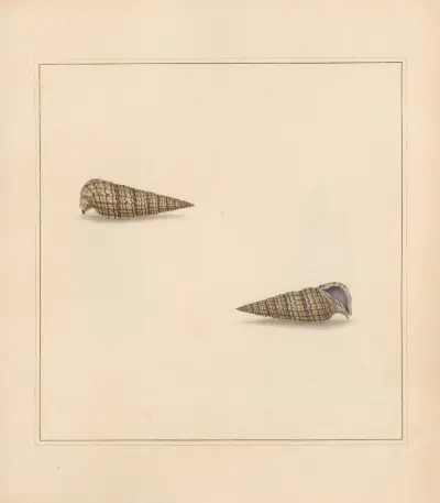 The universal conchologist Pl.13 av Thomas Martyn