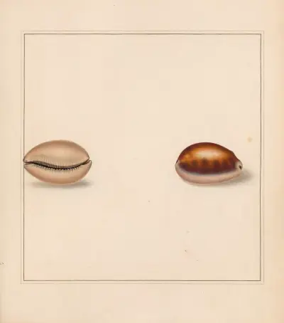 The universal conchologist Pl.15 av Thomas Martyn