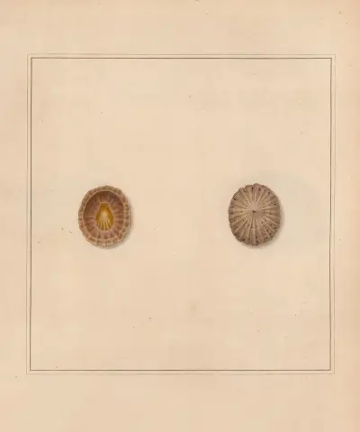 The universal conchologist Pl.17 av Thomas Martyn