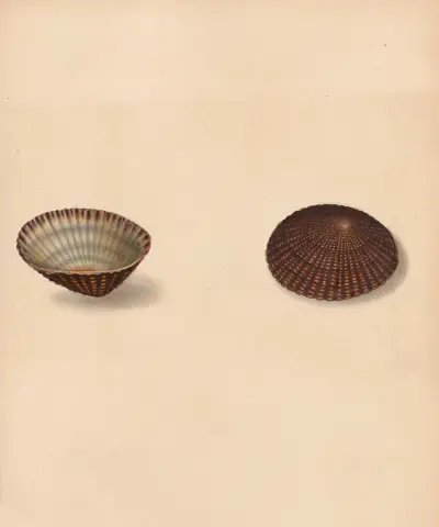 The universal conchologist Pl.18 av Thomas Martyn