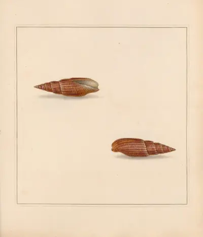 The universal conchologist Pl.20 av Thomas Martyn