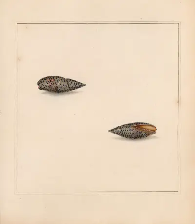 The universal conchologist Pl.22 av Thomas Martyn
