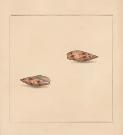 The universal conchologist Pl.24 av Thomas Martyn
