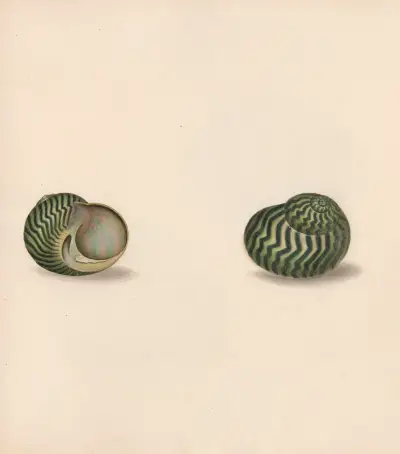 The universal conchologist Pl.30 av Thomas Martyn