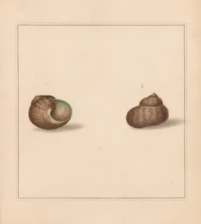 The universal conchologist Pl.38 av Thomas Martyn