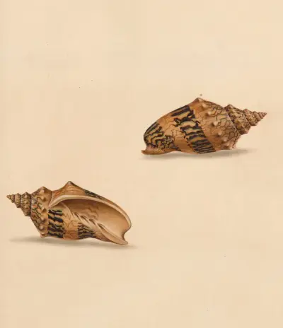 The universal conchologist Pl.53 av Thomas Martyn
