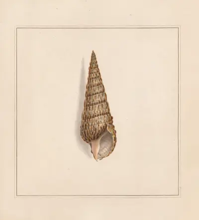 The universal conchologist Pl.58 av Thomas Martyn