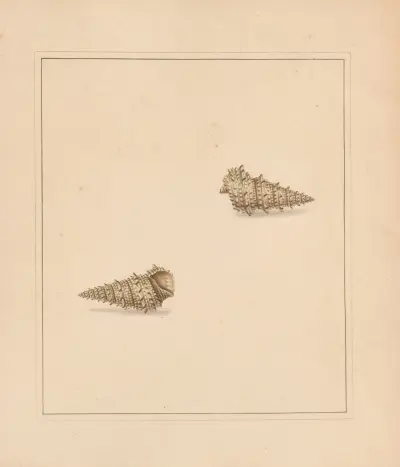 The universal conchologist Pl.59 av Thomas Martyn